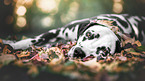 lying Dalmatian