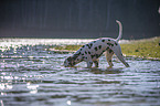 Dalmatian at the water