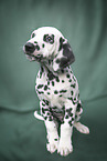 sitting Dalmatian Puppy