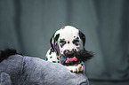 Dalmatian Puppy