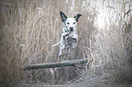 jumping Dalmatian