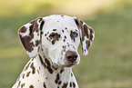 Dalmatian portrait