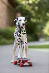 Dalmatian with Skateboard