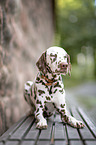 lying Dalmatian