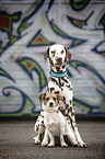Dalmatian and Jack Russell Terrier