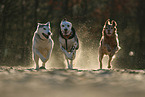 3 dogs