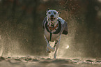 running Dalmatian