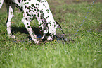playing Dalmatian