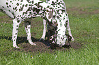 2 Dalmatians