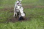 playing Dalmatian