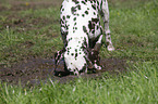 digging Dalmatian