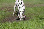 digging Dalmatian