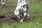 2 Dalmatians