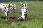 2 Dalmatians