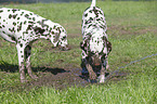 2 Dalmatians