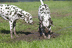2 Dalmatians