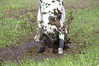 playing Dalmatian