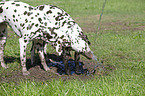 playing Dalmatian