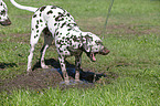 2 Dalmatians