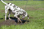 playing Dalmatian