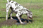 playing Dalmatian