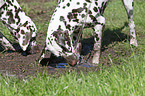 2 Dalmatians