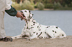 lying old female dalmatian