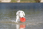 playing dalmatian