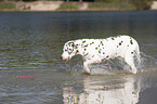 playing dalmatian