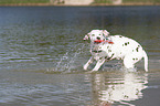 dalmatian