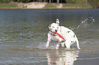 dalmatian