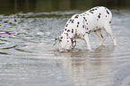 playing dalmatian