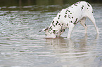playing dalmatian
