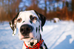 Dalmatian portrait