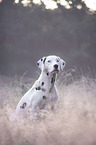 Dalmatian Portrait