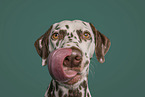 female dalmatian