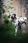standing Dalmatian