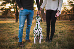humans and Dalmatian