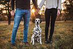 humans and Dalmatian