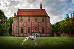 standing Dalmatian