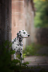 standing Dalmatian