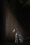 sitting Dalmatian