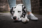 human and Dalmatian