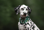 young Dalmatian
