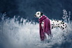 standing Dalmatian