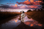 standing Dalmatian