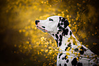 Dalmatian Portrait