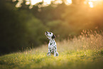 Dalmatian Puppy