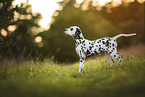 young Dalmatian
