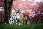 sitting Dalmatian